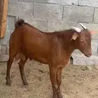 مشروع فحل ادهم كايف