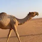 قعود دبياني كفو