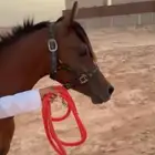 حصان عربي اصيل أوراق