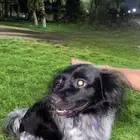 للبيع كلب جيرمن معه جواز سفر وكامل اغراضه سعره 3000