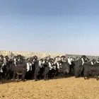 معزا عوارض مراح خوات بعض صنف