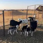 لبيع غنم الضان عددها 13 المتابيع 3 تحته 4 والمعزا 3 تحته 2