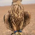 حر مثلوث للبيع