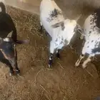 تيوس للبيع