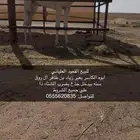 للبيع العلياني