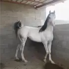 حصان شعبي