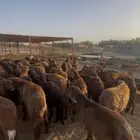 سواكني فاخر مرابي جذع وثني