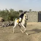 حصان واهو العمر خمس سنوات لا يتواصل