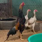 طقم شامو ياباني فواخر