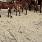 مواشي