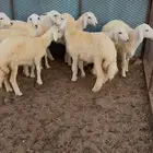 رخال