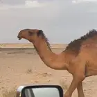 قعود مفرود جده عرنون مشروع فحل