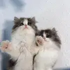 كيتين للبيع ادخل شوف الجمال