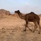 بكره مجهم للبيع