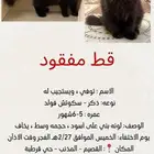 قط مفقود