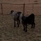 للبيع جفرات عوارض طيبات