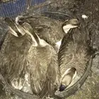 وز عراقي منتج