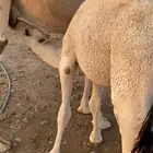 قعدان للبيع