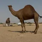 بعير ساحليه سنه (( ثني))