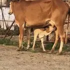تم البيع الله يبارك للجميع