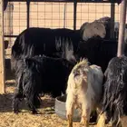 للبيع فحل نجدي صنف مشروط نسف وقريع وماطيه وخصمم