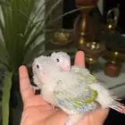 فرخ كنيور يقبل غر بشراهه لونه جميل