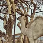 قعود