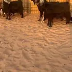 معزا مواليد ديوس طيبه