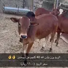 حسيل البيع بالربع