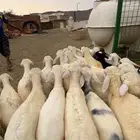 طليان ورخال