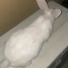 ارنب ذبح يوميا وزن 1كيلو