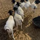 برابر