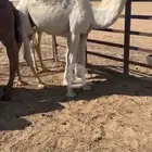 قعدان فوااخر وطايشه على حليب