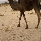 بكره