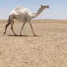 للبيع لقحه ثنيه رماني على جميع الشروط اسوم 16