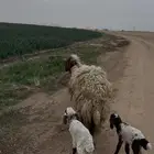 متوم بخروف ورخل