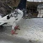 حمام باكستاني مستويات بطله