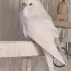 بادجي انجليزي بادجي انقليزي
