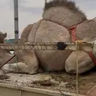 قعود للبيع كفو فل الفل التواصل اتصال