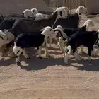 نجد مواليد