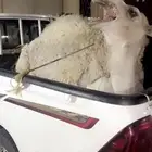 قعود مبداء عفر وناهي