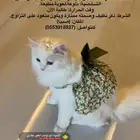 قطه انثى للتزاوج