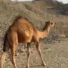 قعود فل شحم ولحم