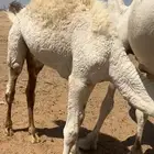 قعدان للبيع كفو