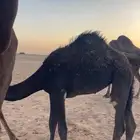 للبيع بكره