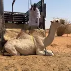 بكره شقحاء