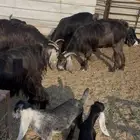 معزا عوارض طيبه متاومه