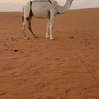 للبيع عشراء وضحا ناقة انتاج