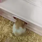 هامستر للبيع