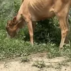 تم البيع   بارك الله للجميع